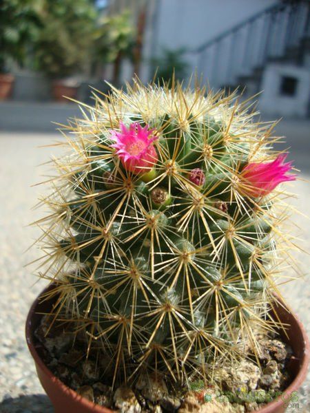A photo of Mammillaria spinosissima ssp. tepoxtlana