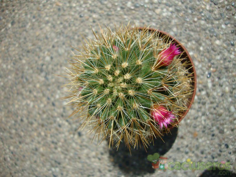 A photo of Mammillaria spinosissima ssp. tepoxtlana