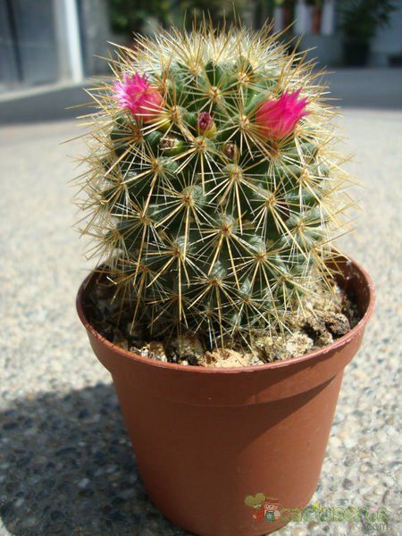 A photo of Mammillaria spinosissima ssp. tepoxtlana