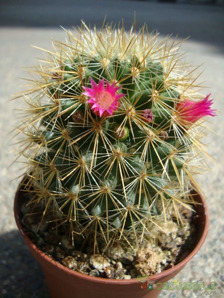 A photo of Mammillaria spinosissima ssp. tepoxtlana