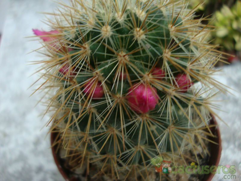 A photo of Mammillaria spinosissima ssp. tepoxtlana