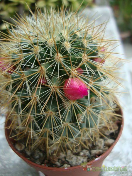 A photo of Mammillaria spinosissima ssp. tepoxtlana