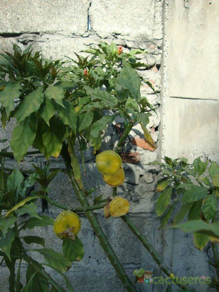 A photo of Pereskia bleo