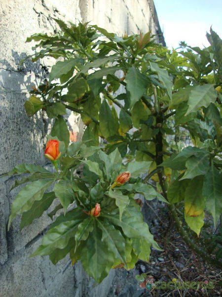 A photo of Pereskia bleo