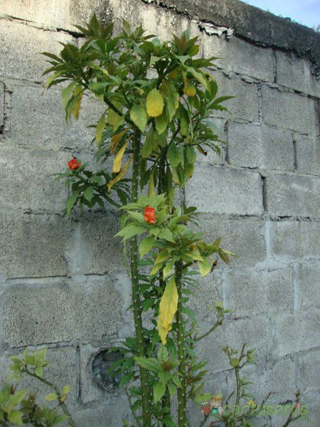 A photo of Pereskia bleo