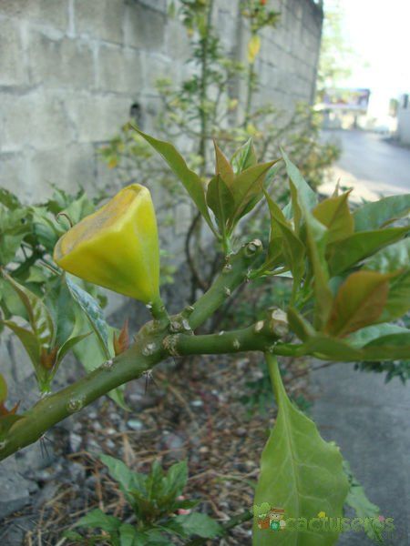 A photo of Pereskia bleo