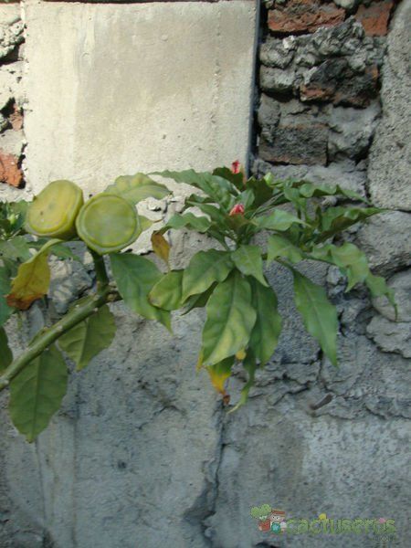 A photo of Pereskia bleo