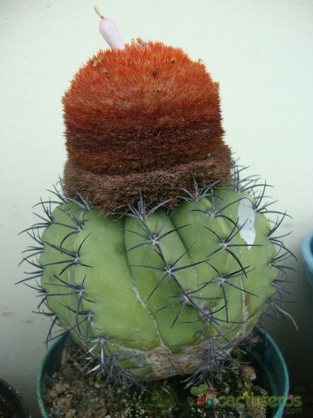A photo of Melocactus bellavistensis