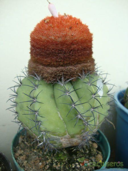 A photo of Melocactus bellavistensis