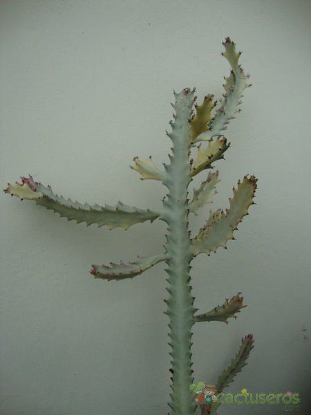 Una foto de Euphorbia lactea cv. white ghost