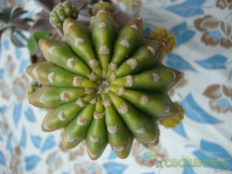 A photo of Echinopsis cv. stars and stripes