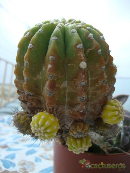 A photo of Echinopsis cv. stars and stripes