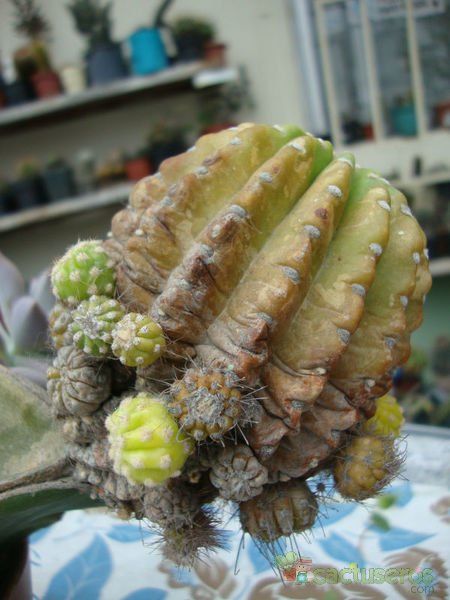 A photo of Echinopsis cv. stars and stripes