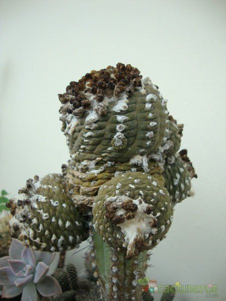 A photo of Copiapoa humilis ssp. tenuissima fma. monstruosa