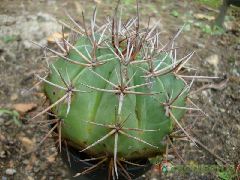 A photo of Melocactus oreas