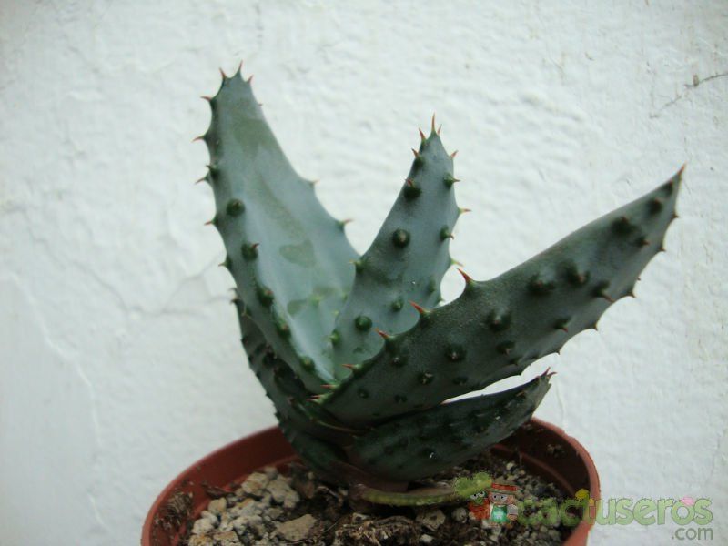 Una foto de Aloe ferox