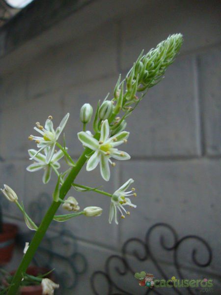 A photo of Albuca bracteata