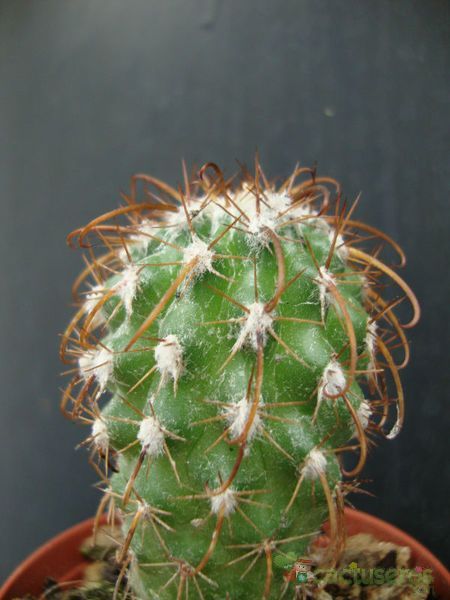 A photo of Parodia tuberculata