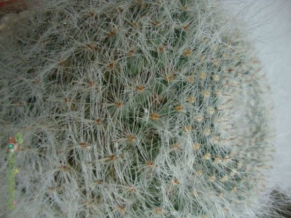 A photo of Mammillaria hahniana