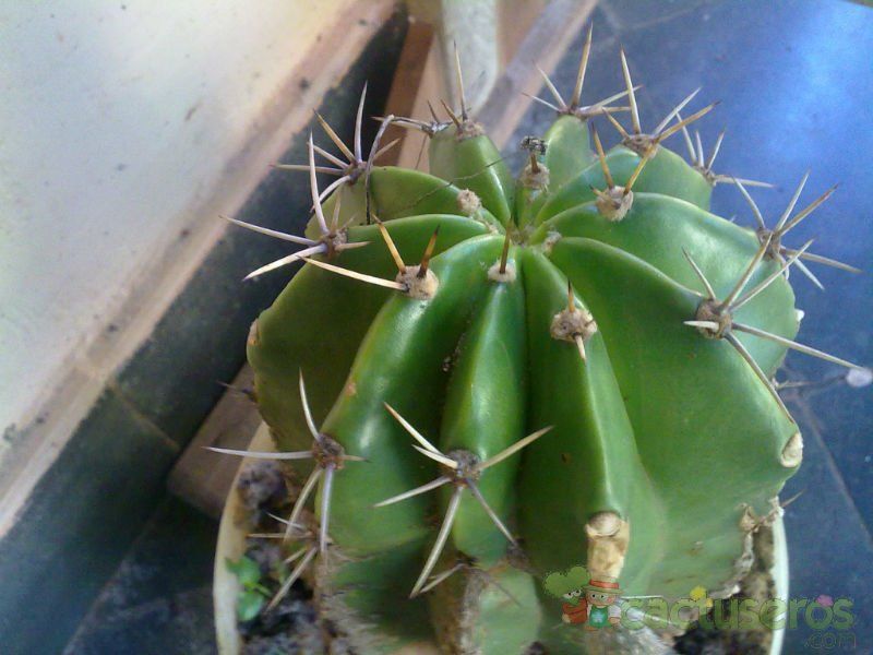 Una foto de Echinopsis minuana