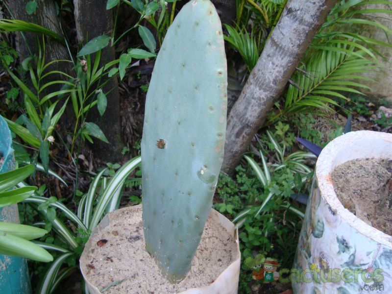 Una foto de Opuntia ficus-indica