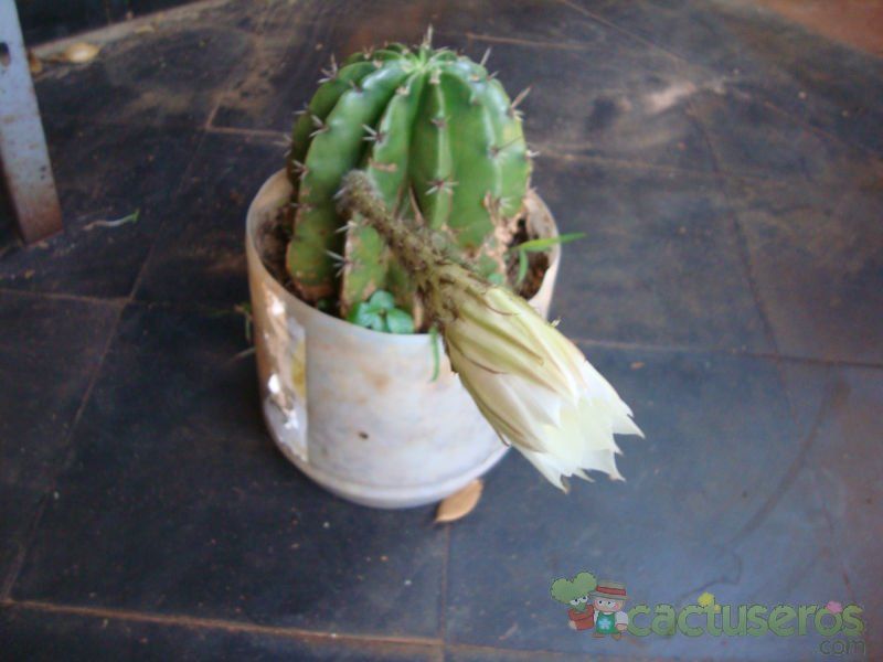 A photo of Echinopsis minuana