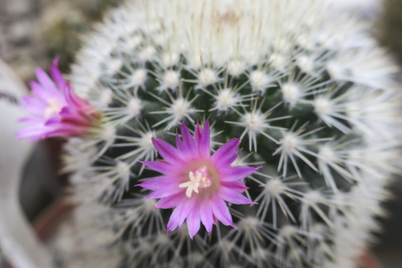 Una foto de Mammillaria spinosissima ssp. pilcayensis