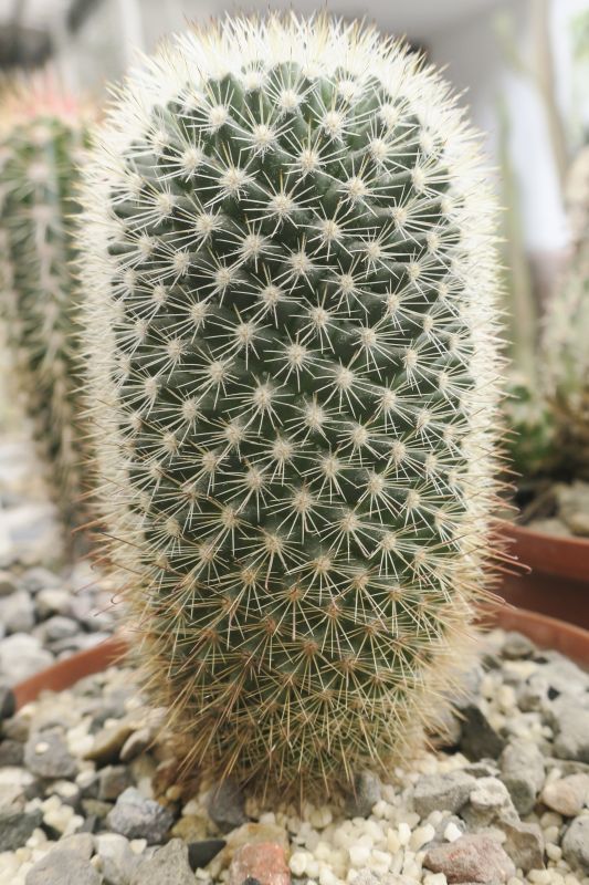 Una foto de Mammillaria spinosissima ssp. pilcayensis