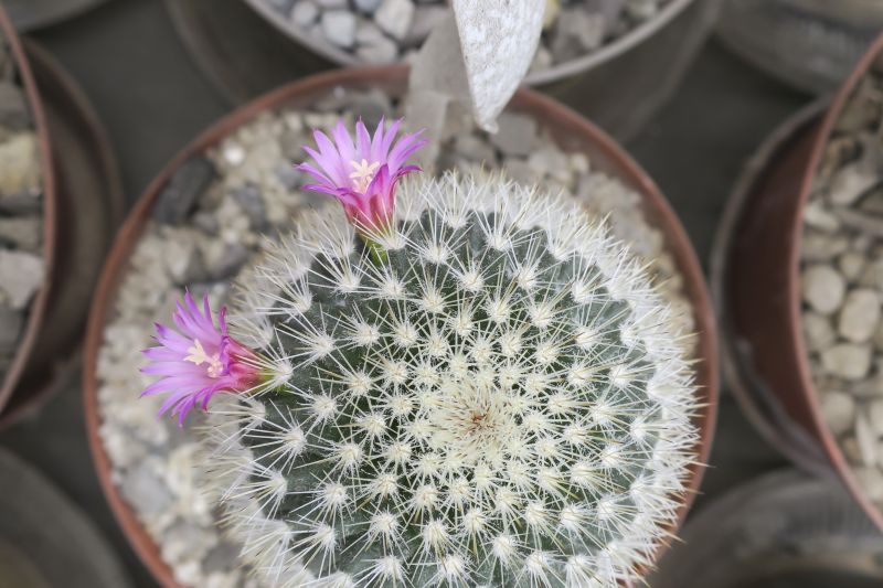 Una foto de Mammillaria spinosissima ssp. pilcayensis