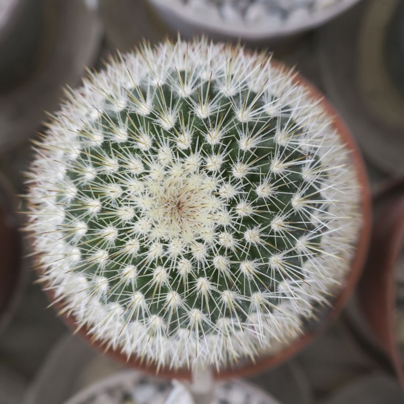 Una foto de Mammillaria spinosissima ssp. pilcayensis