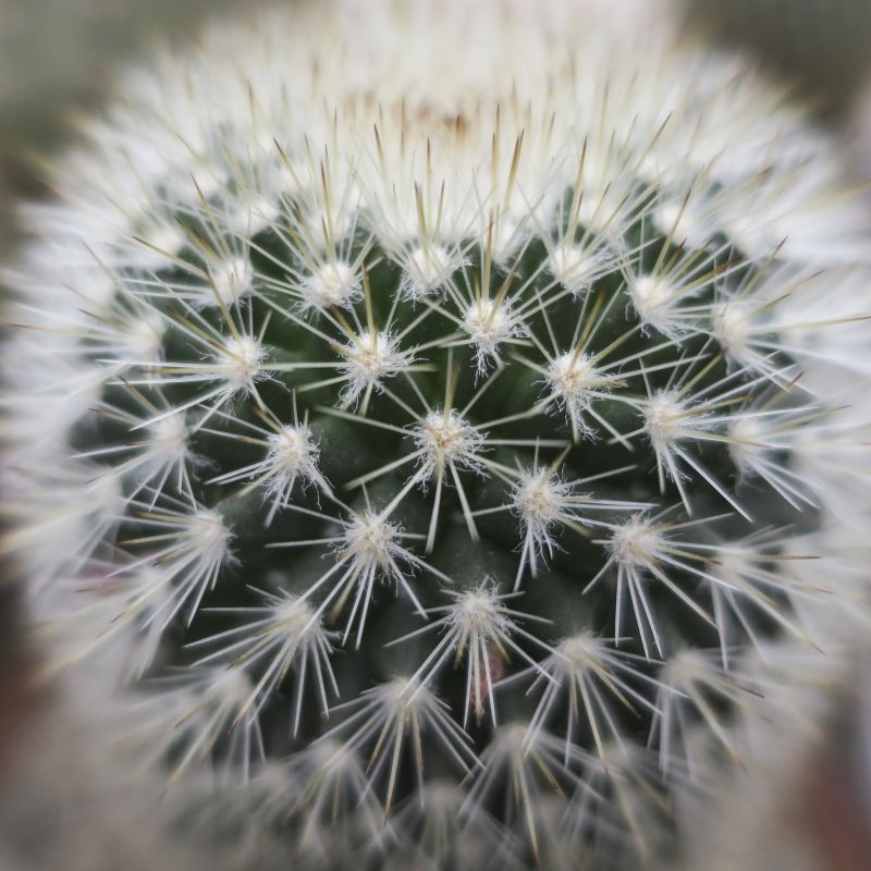 Una foto de Mammillaria spinosissima ssp. pilcayensis