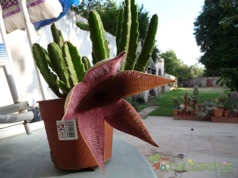 A photo of Stapelia grandiflora