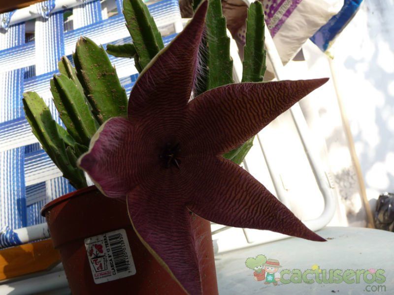 A photo of Stapelia grandiflora