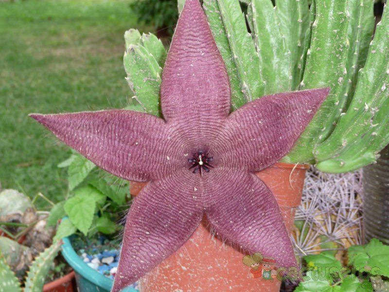 A photo of Stapelia grandiflora