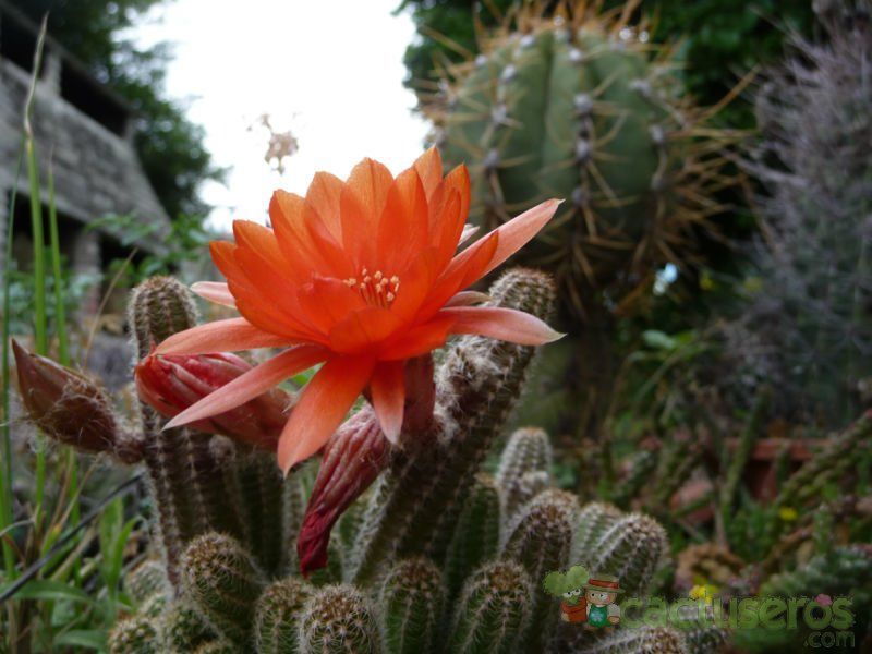 A photo of Stapelia grandiflora