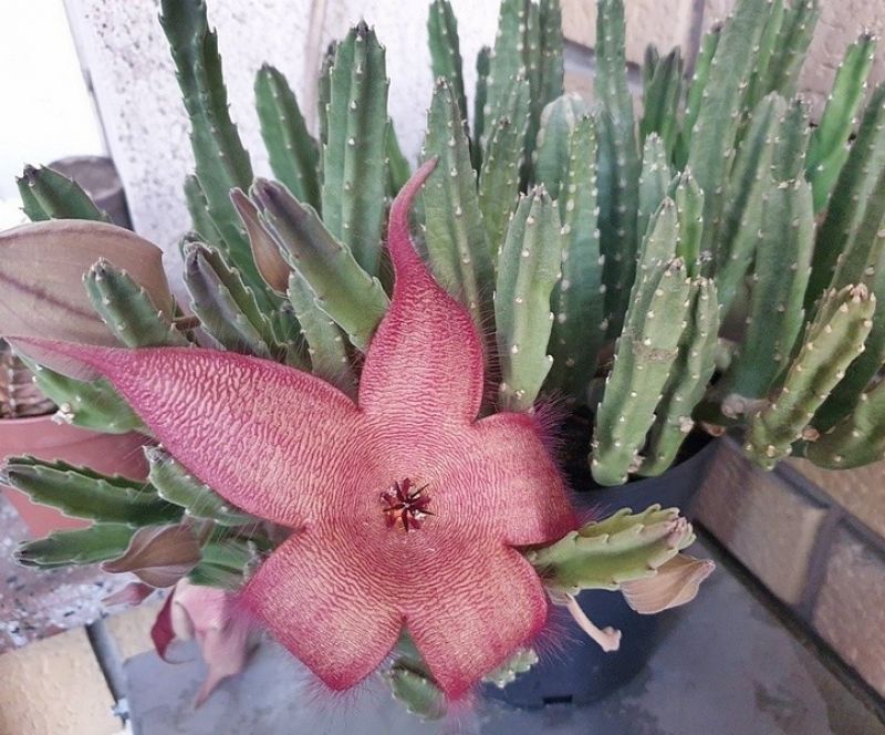 Una foto de Stapelia grandiflora