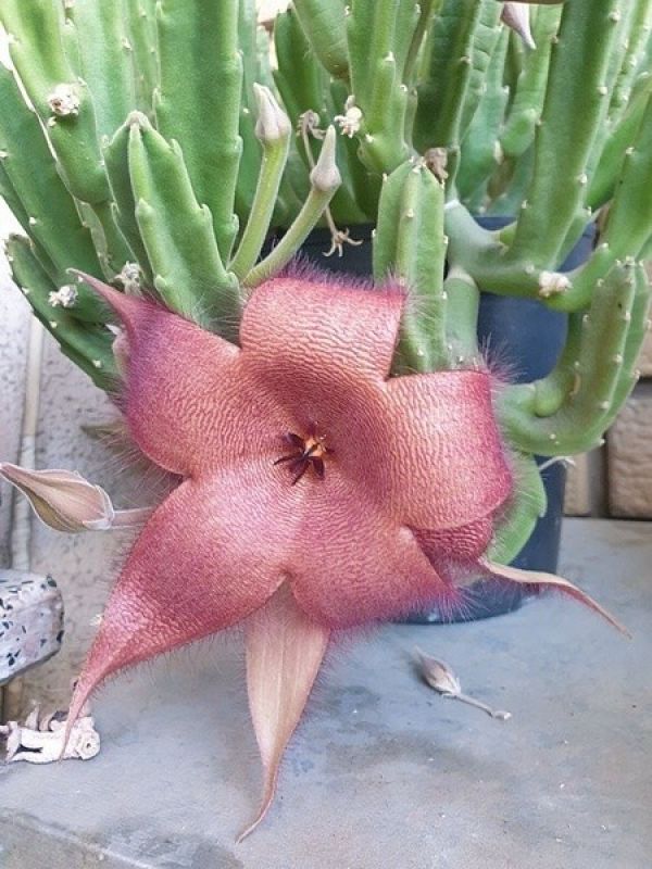Una foto de Stapelia grandiflora