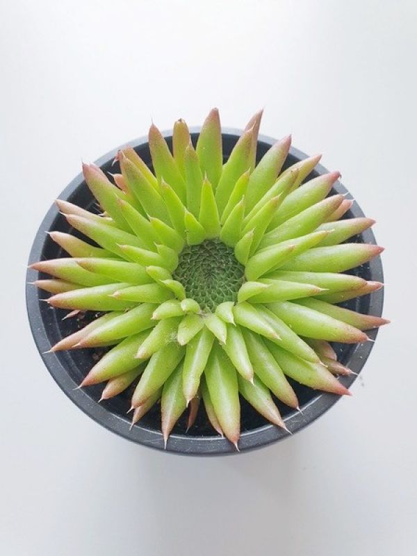 Photo of a cactus currently being identified