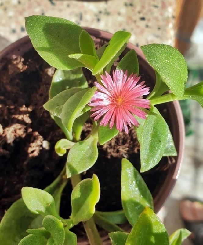 A photo of Mesembryanthemum cordifolium