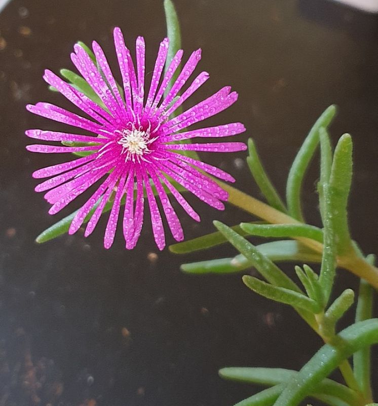 Foto de un cactus que se está identificando actualmente