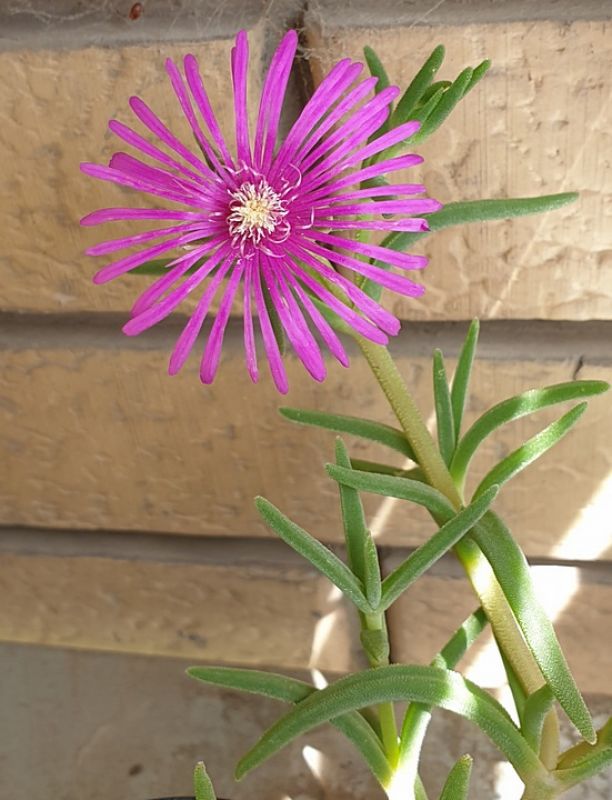 Foto de un cactus que se está identificando actualmente