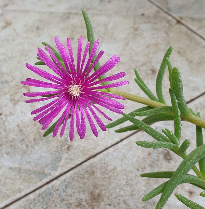 Foto de un cactus que se está identificando actualmente