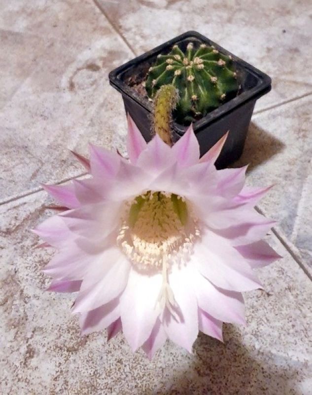 Una foto de Echinopsis oxygona