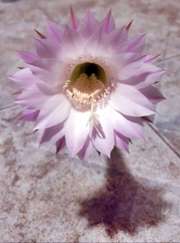 Una foto de Echinopsis oxygona