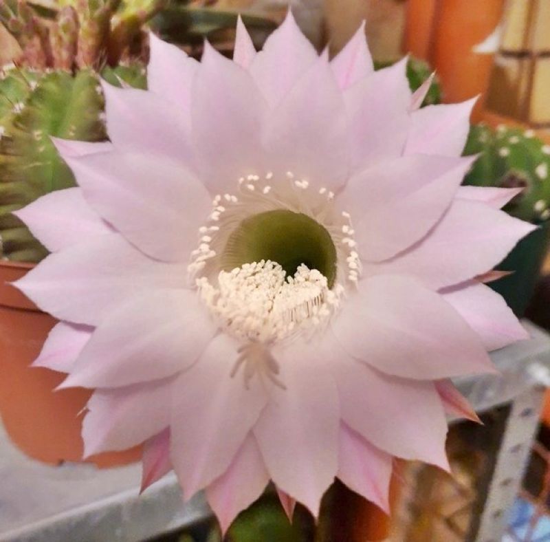 Una foto de Echinopsis oxygona