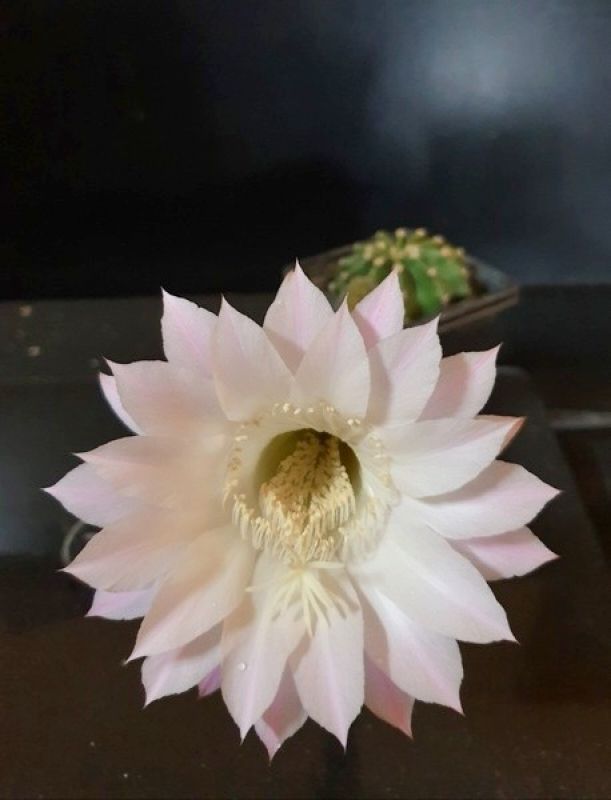 Una foto de Echinopsis oxygona