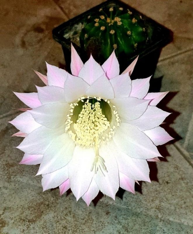 Una foto de Echinopsis oxygona