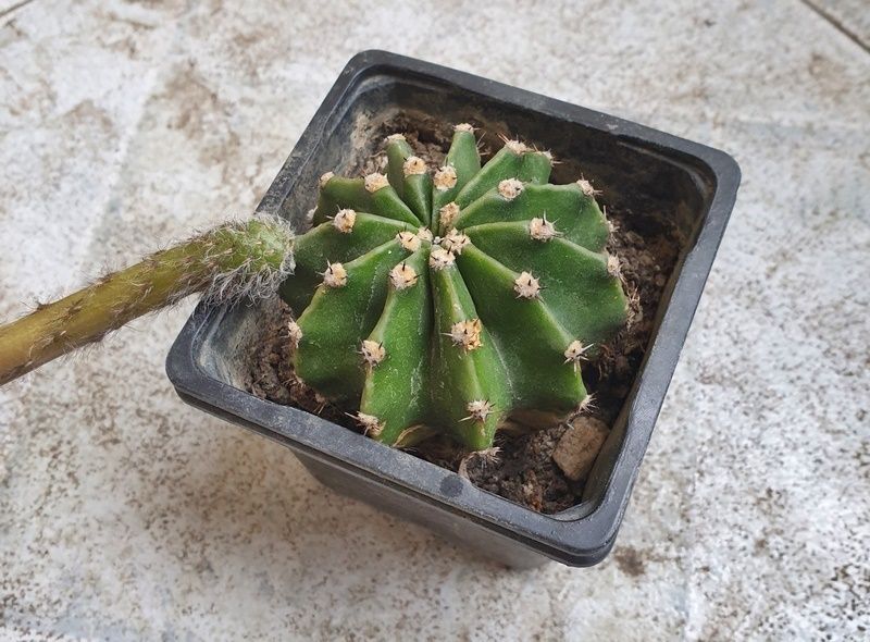 Una foto de Echinopsis oxygona