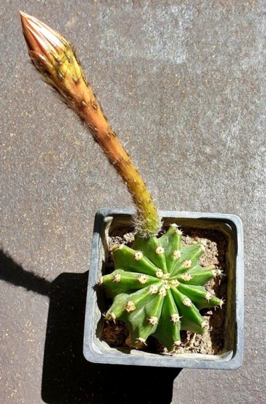 Una foto de Echinopsis oxygona