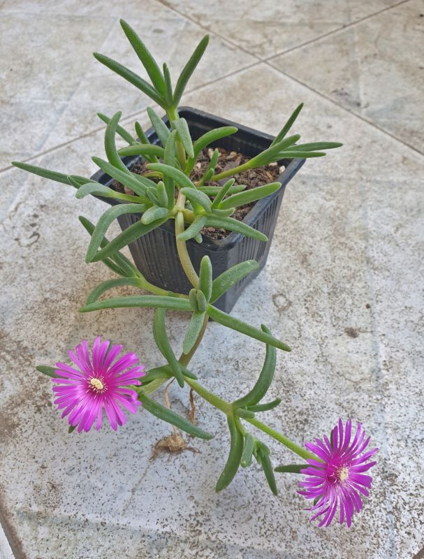 Foto de un cactus que se está identificando actualmente